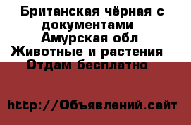 Британская чёрная с документами - Амурская обл. Животные и растения » Отдам бесплатно   